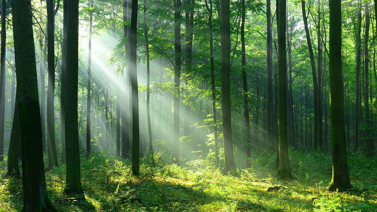 Natural light